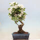 Vonkajší bonsai -Malus halliana - Maloplodá jabloň - 3/7