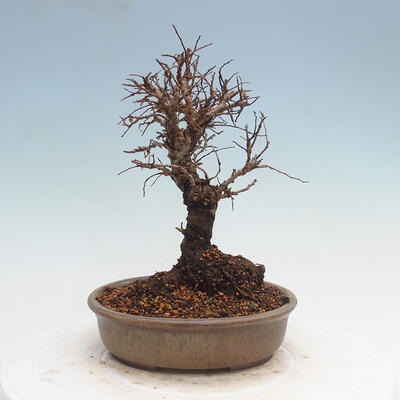 Vonkajšie bonsai - Zelkova - Zelkova Nirom - 3