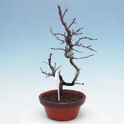 Venkovní  bonsai -  Chaneomeles chinensis - Kdoulovec čínsky - 3