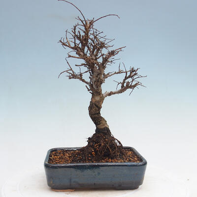 Vonkajšie bonsai - Zelkova - Zelkova Nirom - 3