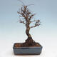 Vonkajšie bonsai - Zelkova - Zelkova Nirom - 3/5