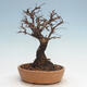 Vonkajšie bonsai - Zelkova - Zelkova Nirom - 3/5