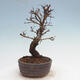 Vonkajšie bonsai - Zelkova - Zelkova Nirom - 3/5