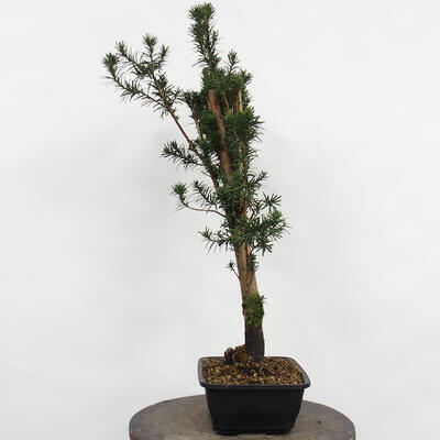 Vonkajší bonsai - Taxus cuspidata - Tis japonský - 3