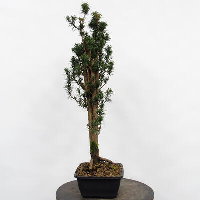 Vonkajší bonsai - Taxus cuspidata - Tis japonský - 3