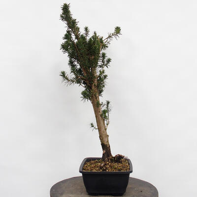 Vonkajší bonsai - Taxus cuspidata - Tis japonský - 3