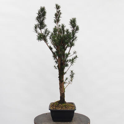 Vonkajší bonsai - Taxus cuspidata - Tis japonský - 3