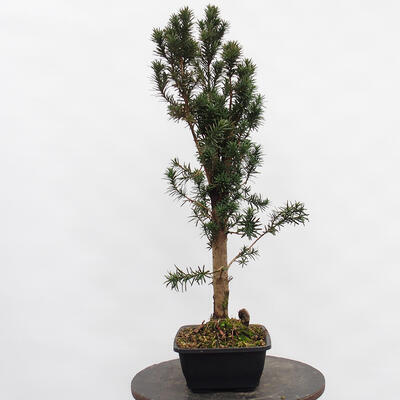 Vonkajší bonsai - Taxus cuspidata - Tis japonský - 3