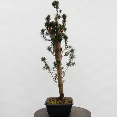 Vonkajší bonsai - Taxus cuspidata - Tis japonský - 3