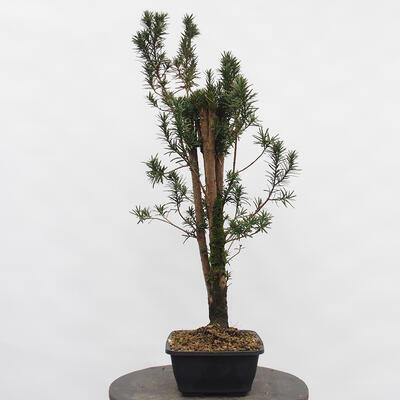 Vonkajší bonsai - Taxus cuspidata - Tis japonský - 3