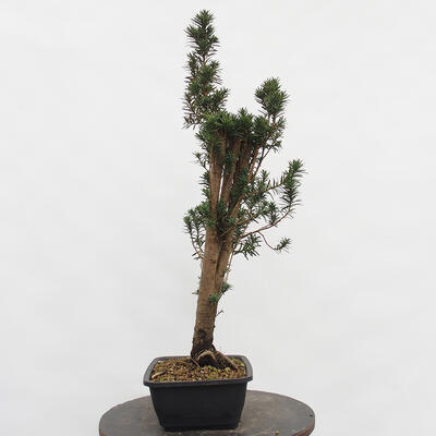 Vonkajší bonsai - Taxus cuspidata - Tis japonský - 3