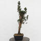 Vonkajší bonsai - Taxus cuspidata - Tis japonský - 3/5