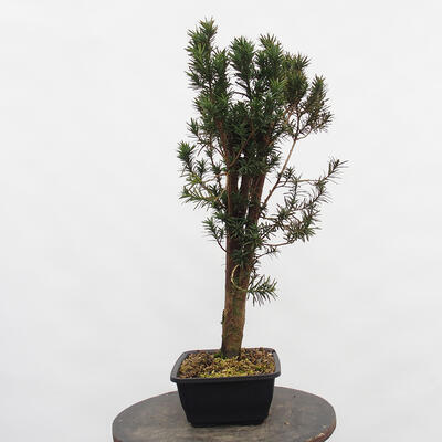 Vonkajší bonsai - Taxus cuspidata - Tis japonský - 3