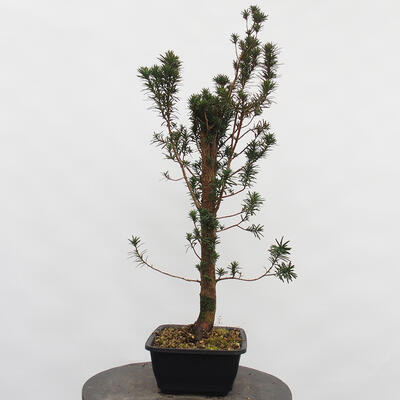 Vonkajší bonsai - Taxus cuspidata - Tis japonský - 3