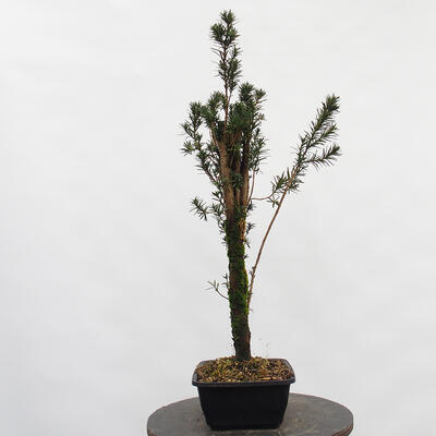 Vonkajší bonsai - Taxus cuspidata - Tis japonský - 3