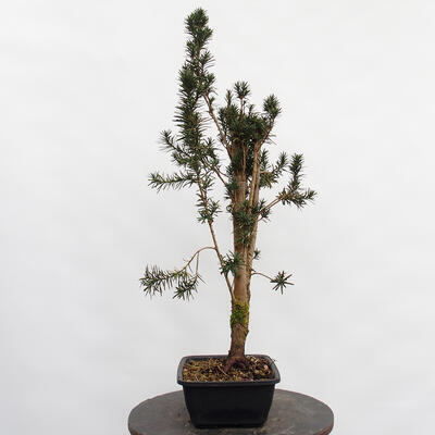 Vonkajší bonsai - Taxus cuspidata - Tis japonský - 3