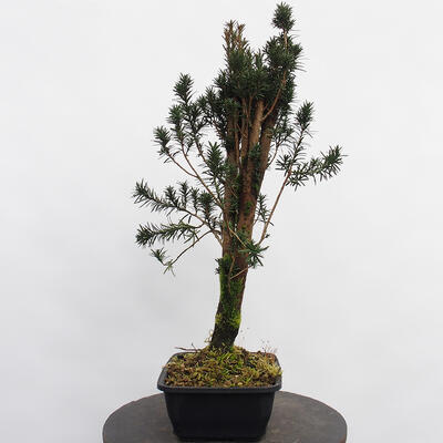 Vonkajší bonsai - Taxus cuspidata - Tis japonský - 3