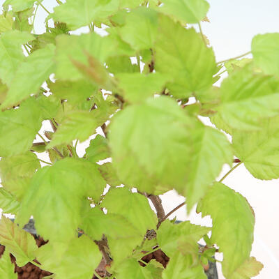 Vonkajší bonsai - Acer GINALA - Javor ohnivý - 3