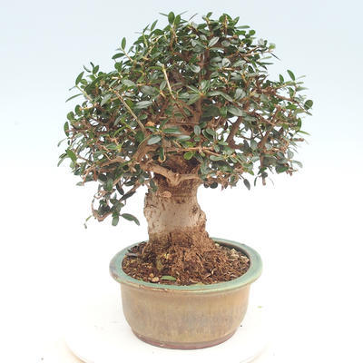 Izbová bonsai - Olea europaea sylvestris -Oliva evropská drobnolistá - 3