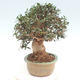 Izbová bonsai - Olea europaea sylvestris -Oliva evropská drobnolistá - 3/6