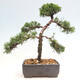 Vonkajšie bonsai - Juniperus chinensis Kishu -Jalovec čínsky - 3/4