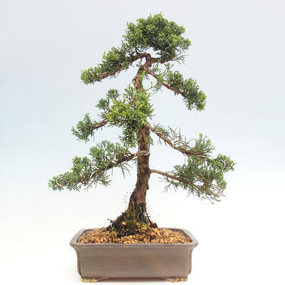 Vonkajšie bonsai - Juniperus chinensis Kishu -Jalovec čínsky - 3