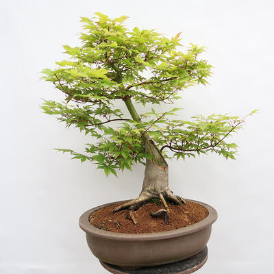 Vonkajší bonsai - Javor dlanitolistý - Acer palmatum - LEN PALETOVÁ PREPRAVA - 3