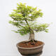 Vonkajší bonsai - Javor dlanitolistý - Acer palmatum - LEN PALETOVÁ PREPRAVA - 3/5