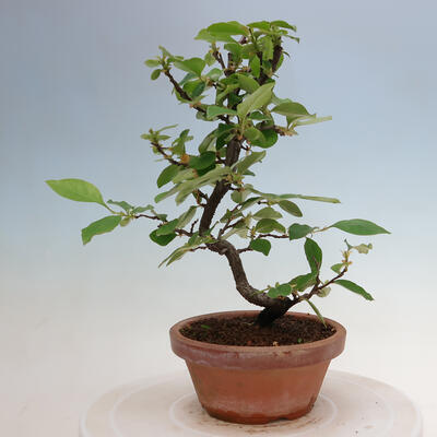 Vonkajšie bonsai - Pseudocydonia sinensis - Duloň čínska - 3