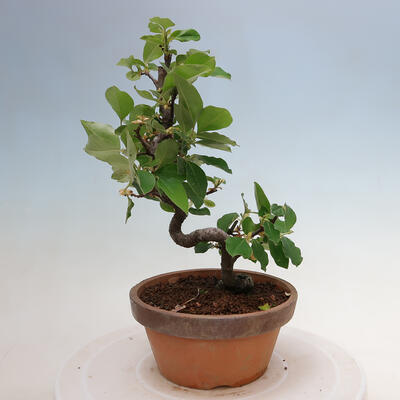 Vonkajšie bonsai - Pseudocydonia sinensis - Duloň čínska - 3