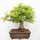 Vonkajší bonsai - Javor dlanitolistý - Acer palmatum - LEN PALETOVÁ PREPRAVA - 3/5