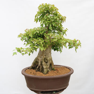 Vonkajší bonsai - Javor Burgerov - Acer Burgerianum - LEN PALETOVÁ PREPRAVA - 3