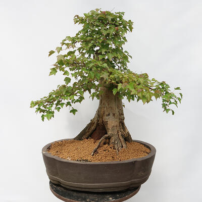 Vonkajší bonsai - Javor Burgerov - Acer Burgerianum - LEN PALETOVÁ PREPRAVA - 3