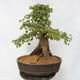 Vonkajší bonsai - Javor Burgerov - Acer Burgerianum - LEN PALETOVÁ PREPRAVA - 3/5