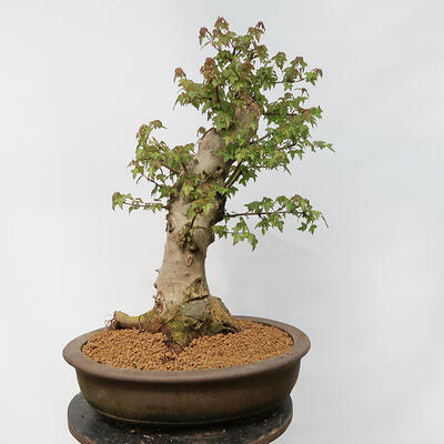 Vonkajší bonsai - Javor Burgerov - Acer Burgerianum - LEN PALETOVÁ PREPRAVA - 3