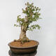 Vonkajší bonsai - Javor Burgerov - Acer Burgerianum - LEN PALETOVÁ PREPRAVA - 3/5