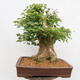 Vonkajší bonsai - Javor Burgerov - Acer Burgerianum - LEN PALETOVÁ PREPRAVA - 3/5