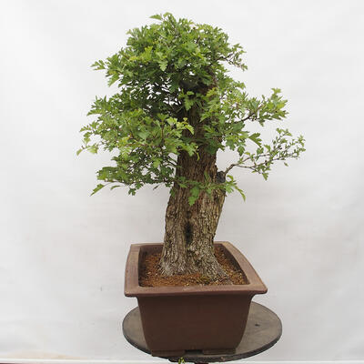 Vonkajší bonsai - Hloh - Crataegus monogyna - 3