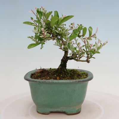 Vonkajší bonsai - Ligustrum obtusifolium - Vtáčí zob tupolistý - 3