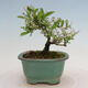 Vonkajší bonsai - Ligustrum obtusifolium - Vtáčí zob tupolistý - 3/5