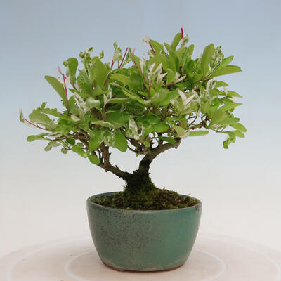 Vonkajší bonsai - Ligustrum obtusifolium - Vtáčí zob tupolistý - 3