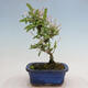 Vonkajší bonsai - Ligustrum obtusifolium - Vtáčí zob tupolistý - 3/5