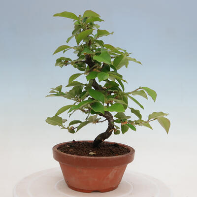 Vonkajšie bonsai - Pseudocydonia sinensis - Duloň čínska - 3