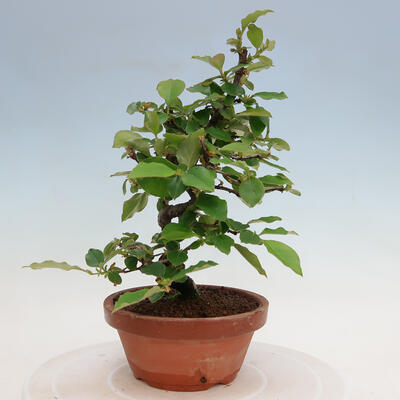 Vonkajšie bonsai - Pseudocydonia sinensis - Duloň čínska - 3