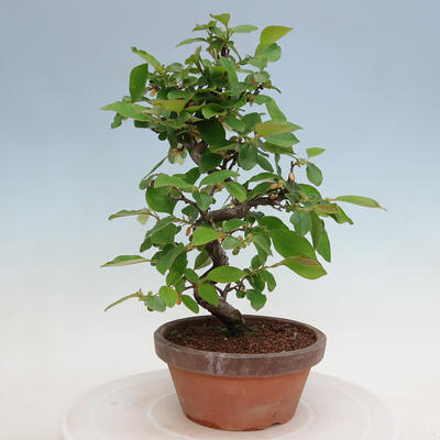 Vonkajšie bonsai - Pseudocydonia sinensis - Duloň čínska - 3