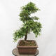 Vonkajší bonsai - Hloh - Crataegus monogyna - 3/6