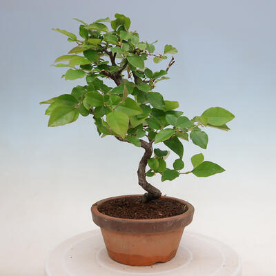 Vonkajšie bonsai - Pseudocydonia sinensis - Duloň čínska - 3