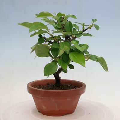 Vonkajšie bonsai - Pseudocydonia sinensis - Duloň čínska - 3