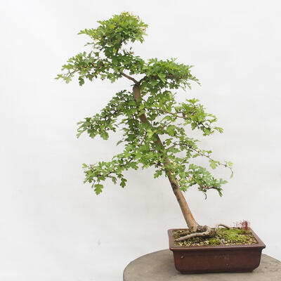 Vonkajší bonsai - Hloh - Crataegus monogyna - 3