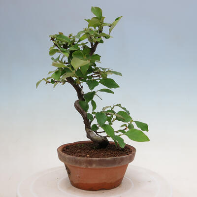 Vonkajšie bonsai - Pseudocydonia sinensis - Duloň čínska - 3